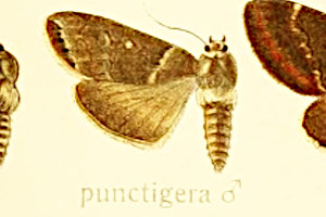 zV{VgKo Demopsestis punctigera