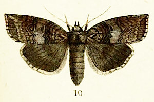 TLgKo Epipsestis ornata