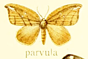 qnCCJMo@Pseudalbara parvula