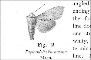 N}gKo Sugitaniella kuramana