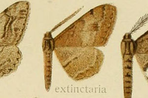 CcXWG_VN Alcis extinctaria