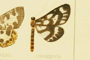 EG_VN Cystidia couaggaria