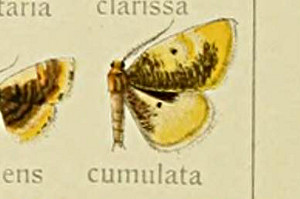 EXIrqG_VN Euchristophia cumulata