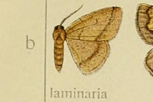 qExjG_VN Heterolocha laminaria