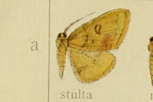 xjXWG_VN Heterolocha stulta