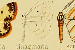 i~XWVG_VN Orthocabera tinagmaria