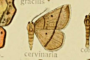 Rhynchobapta cervinaria