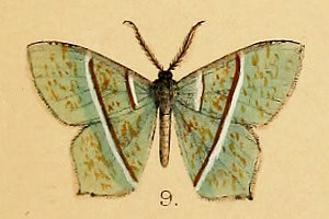 L}GAIVN Neohipparchus vallata