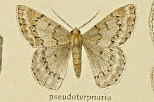 RAVN Pingasa pseudoterpnaria