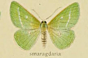 i~K^t^XWAIVN Thetidia smaragdaria