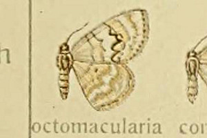 L}_Vi~VN Asthena octomacularia