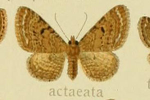 EJoi~VN@Eupithecia actaeata