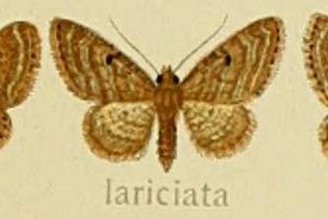 z\JoXWi~VN@Eupithecia lariciata