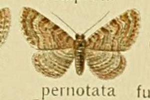 IIEXgri~VN@Eupithecia pernotata