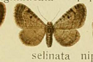 IrJoi~VN@Eupithecia selinata