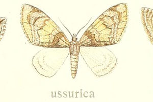 }_Roli~VN Trichopteryx ussurica