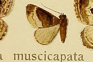 c}Oi~VN Xanthorhoe muscicapata
