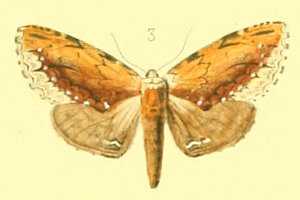 VXWGOV`zR Fusapteryx ladislai