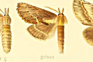 Pterostoma griseum