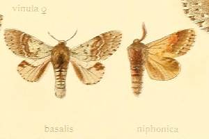 qV`zR Stauropus basalis