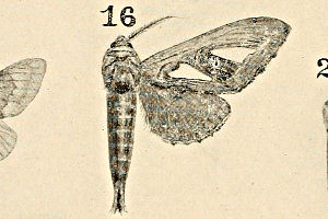 MXYhL Tarsolepis japonica