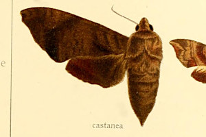 uhEXY Acosmeryx castanea
