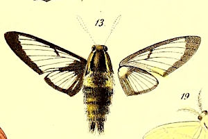 NXLozEWN Hemaris affinis