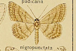 }GLqVN Scopula nigropunctata