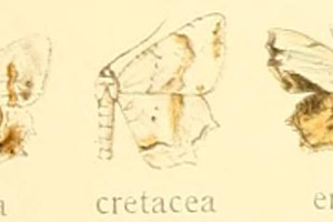 LXWVt^I Dysaethria cretacea