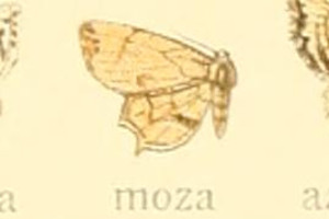 NzVt^I Dysaethria moza