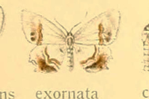 Vt^I Eversmannia exornata